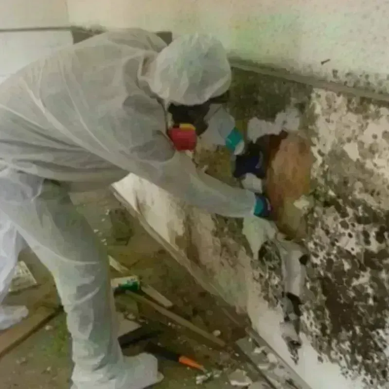 Mold Remediation and Removal in China, TX